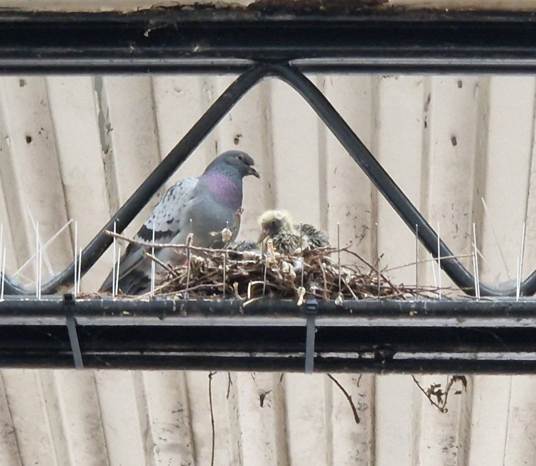 Bird Control Services